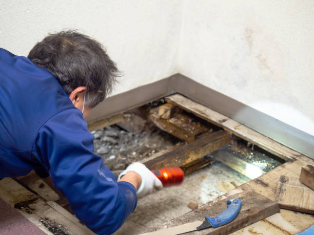 Best Attic Mold Removal  in Morgantown, PA