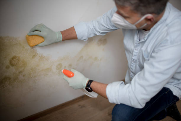 Best Certified Mold Removal  in Morgantown, PA